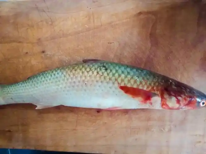 鳐鱼能吃吗?和魔鬼鱼有什么区别?-第1张图片