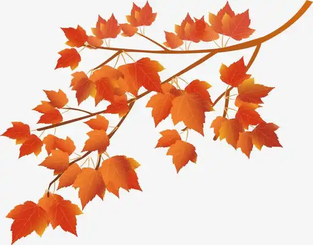卡通枫叶矢量