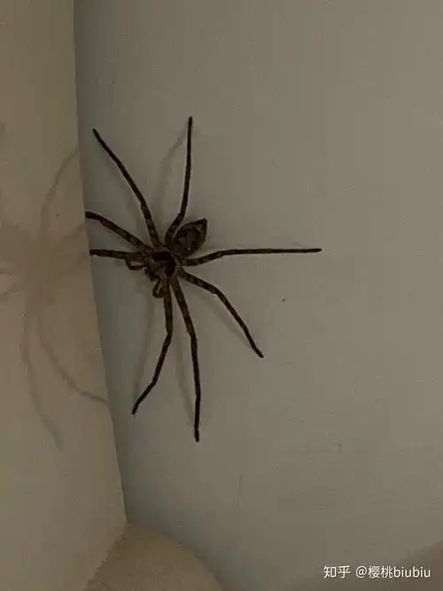 卧室里的大蜘蛛 - 知乎