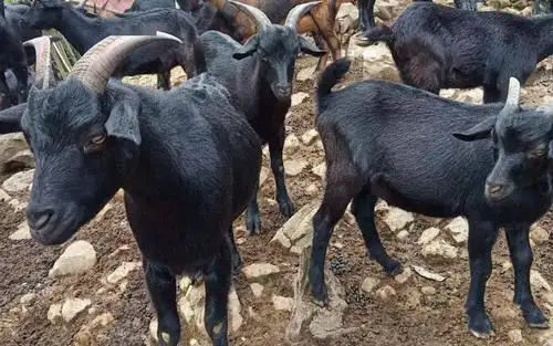 这些山羊你都见过吗?我国14种最好的土山羊品种详细介绍_母羊