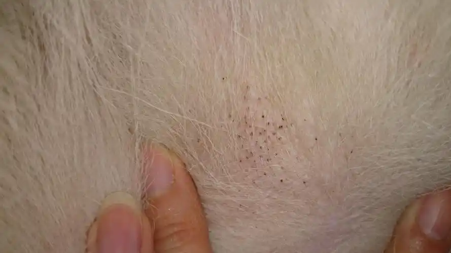 哈士奇身上长了类似黑头的东西,请问这是什么,怎么治疗,谢谢