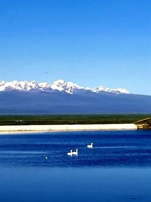 三只白天鹅扬起长颈,静静的游弋在湖面上,优雅高贵