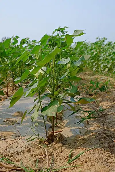 棉花幼苗