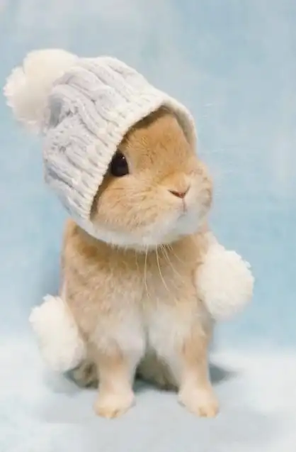 可爱兔子呆萌图片 十二生肖兔子图片[8/9]_动物_美桌网