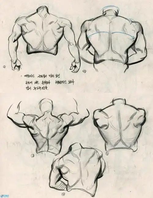 背部运动肌肉结构