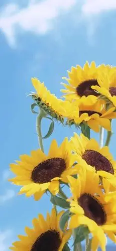 全面屏超清壁纸:唯美小清新壁纸