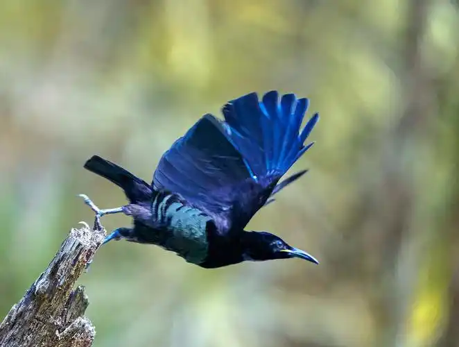 澳洲拍鸟小掩鼻风鸟