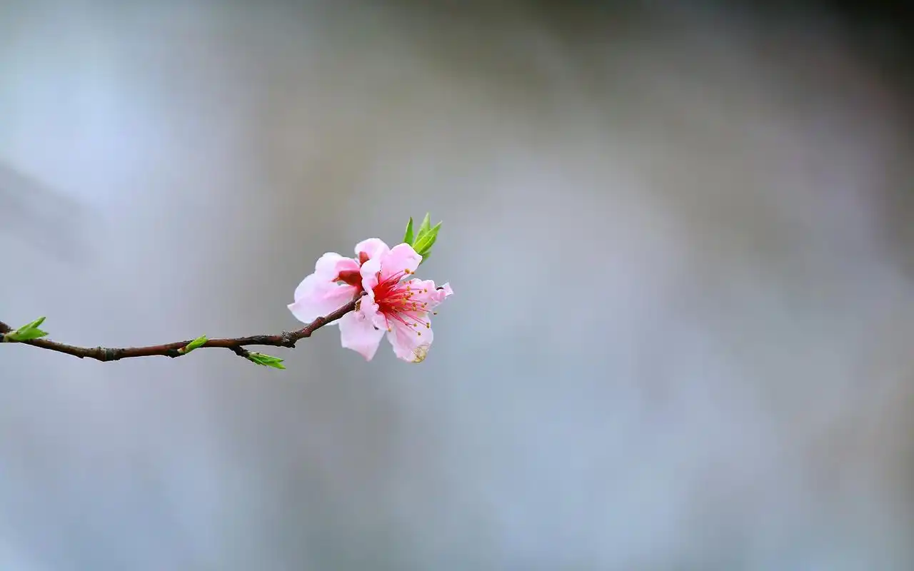 小清新唯美桃花摄影高清桌面壁纸