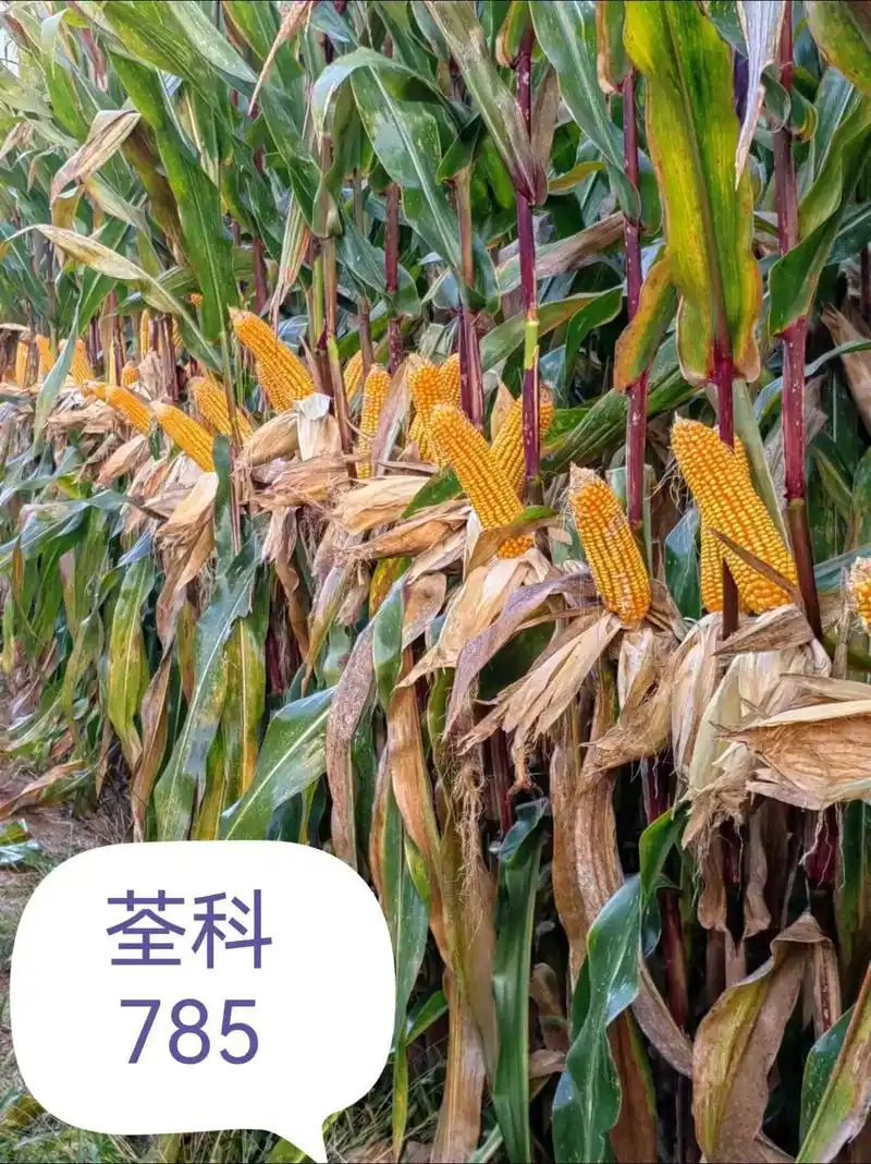 紫杆紫叶,活杆成熟!荃科785#高产玉米种子 #帮助农民增产 - 抖音