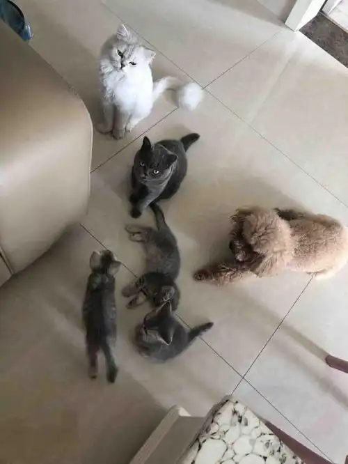 自家喵咪生的英短虎斑妹妹宝宝满80天了,蓝猫和银渐