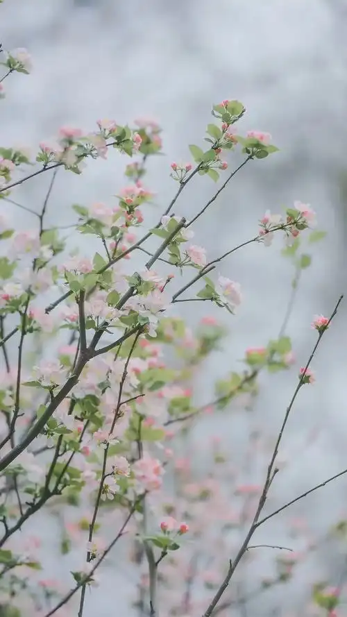 春天花开的唯美句经典,春天花开的唯美句子