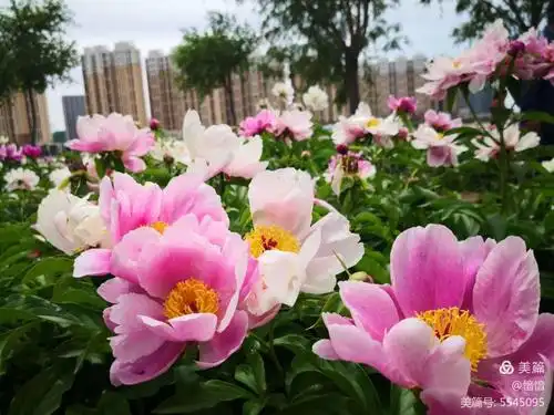 一年一度芍药园