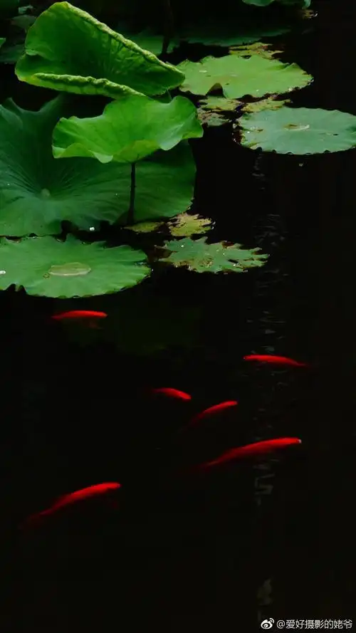 1080_1920竖版 竖屏