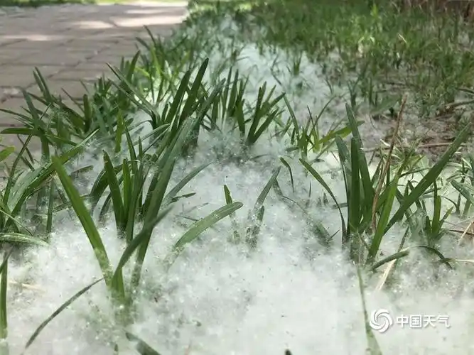 天津柳絮飘 地面一片白茫茫 - 摩天都市 - 杭州网论坛 - powered by d