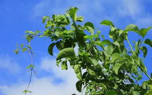 wallpaper plants, green leaves, blue sky 1920x1