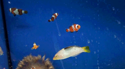 热带鱼fish游gif动图_动态图_表情包下载_soogif