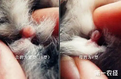 兔子怎么分辨公母?兔子分辨公母的方法