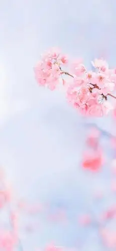 手机壁纸清新淡雅花开花落