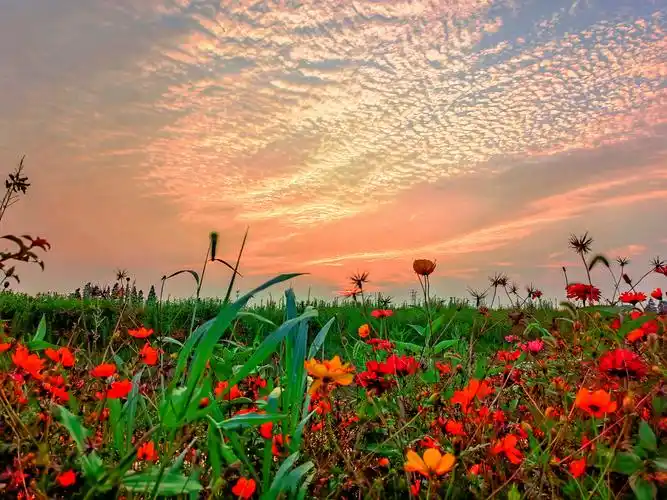 花海夕阳红