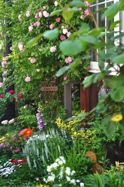 别人家的花园│樱花浪漫时我在小院等你