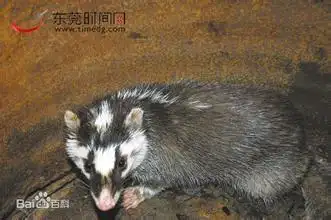 中文学名   鼬獾 别 称  鱼鳅猫 ,白鼻狸,白额狸,山獾,猪仔狸