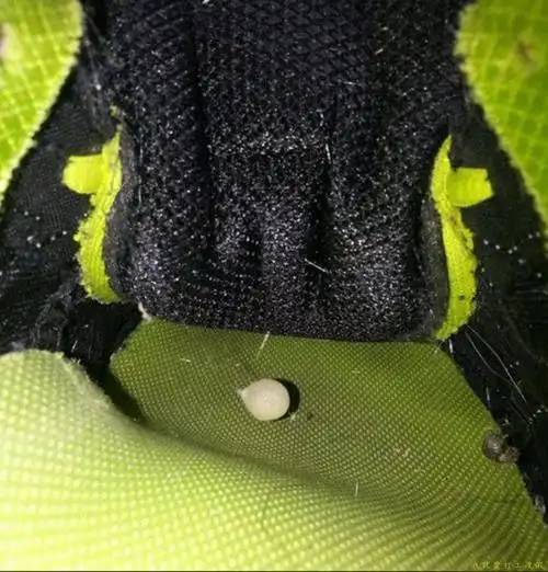 他在自己的鞋中找到蜘蛛的卵,等待孵化后再把鞋子一起烧毁