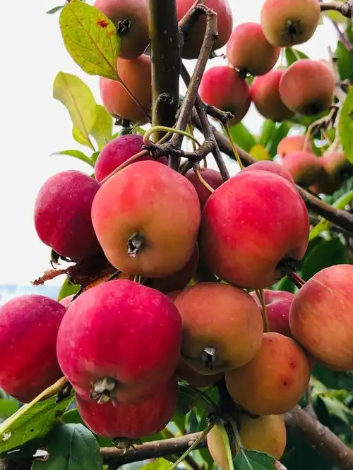 我的空中果园海棠果又红又大