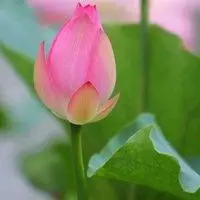 佛教头像图片莲花手拿_微信头像图片大全