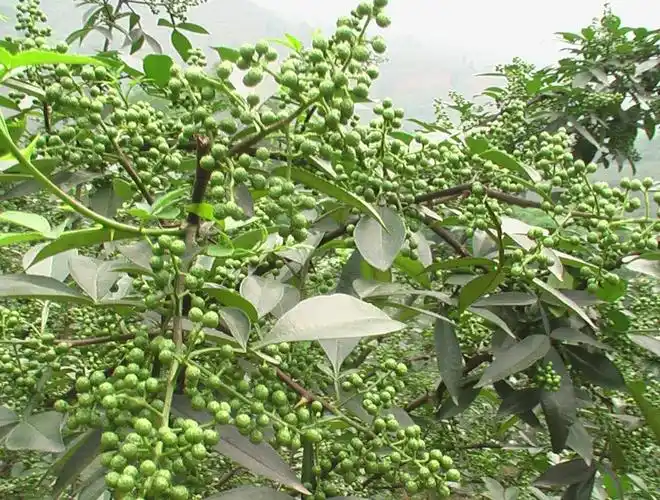 新鲜青花椒100g包邮藤椒特麻椒粒粉调料大料四川汉源特产散装保.