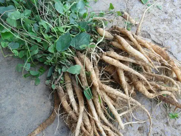 牛膝功效与作用_牛膝功效与作用_牛膝骨的功效与作用