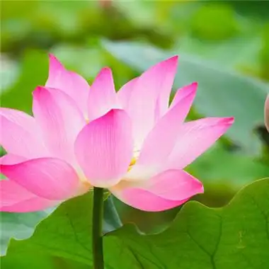 最好看的荷花头像清新淡雅的荷花图片