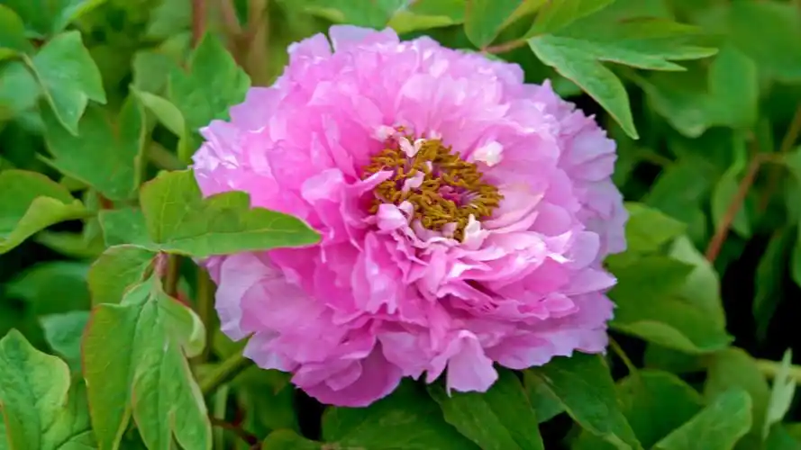 银红巧对,黄色花蕊,白粉色多瓣花朵.