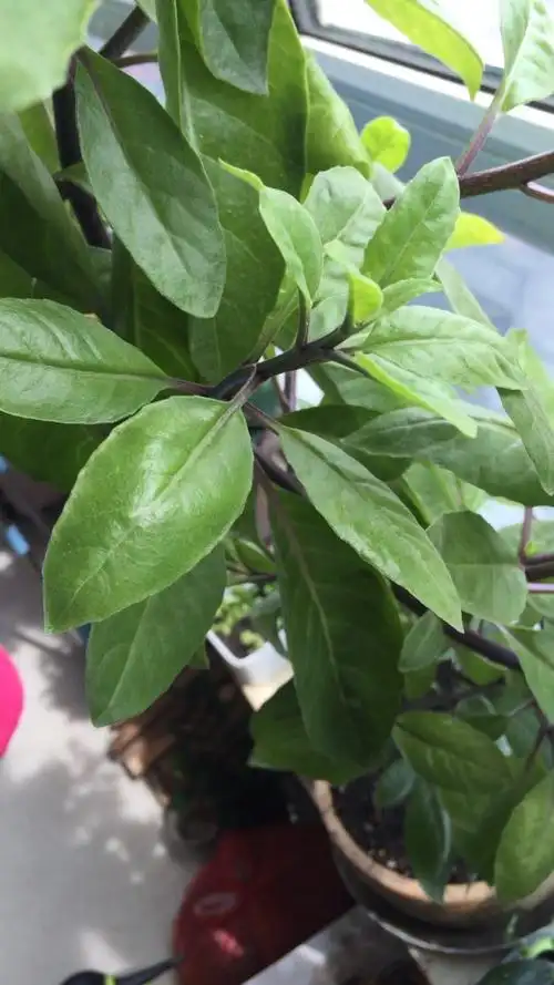 这是金鸡毛草吗?