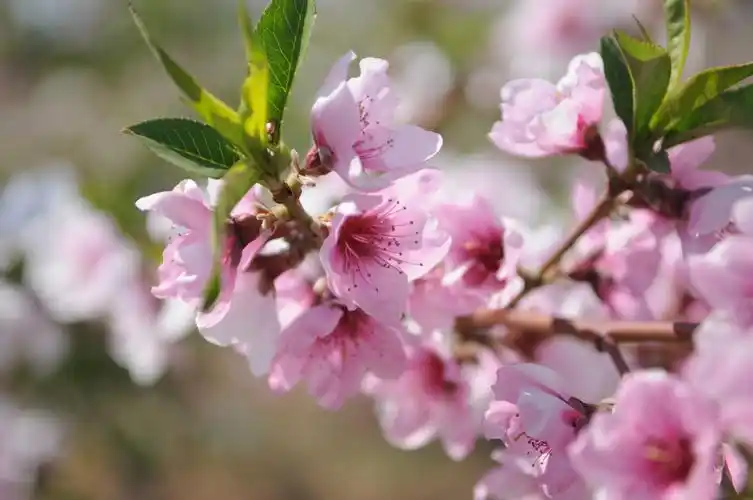 桃花依旧笑春风