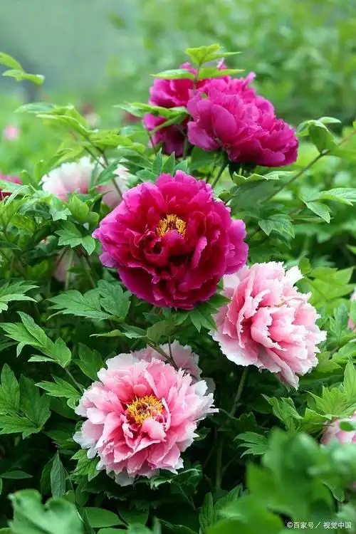 万花膜拜牡丹红,花香绕城帝都影牡丹盛开春风中,清新脱俗丰腴红