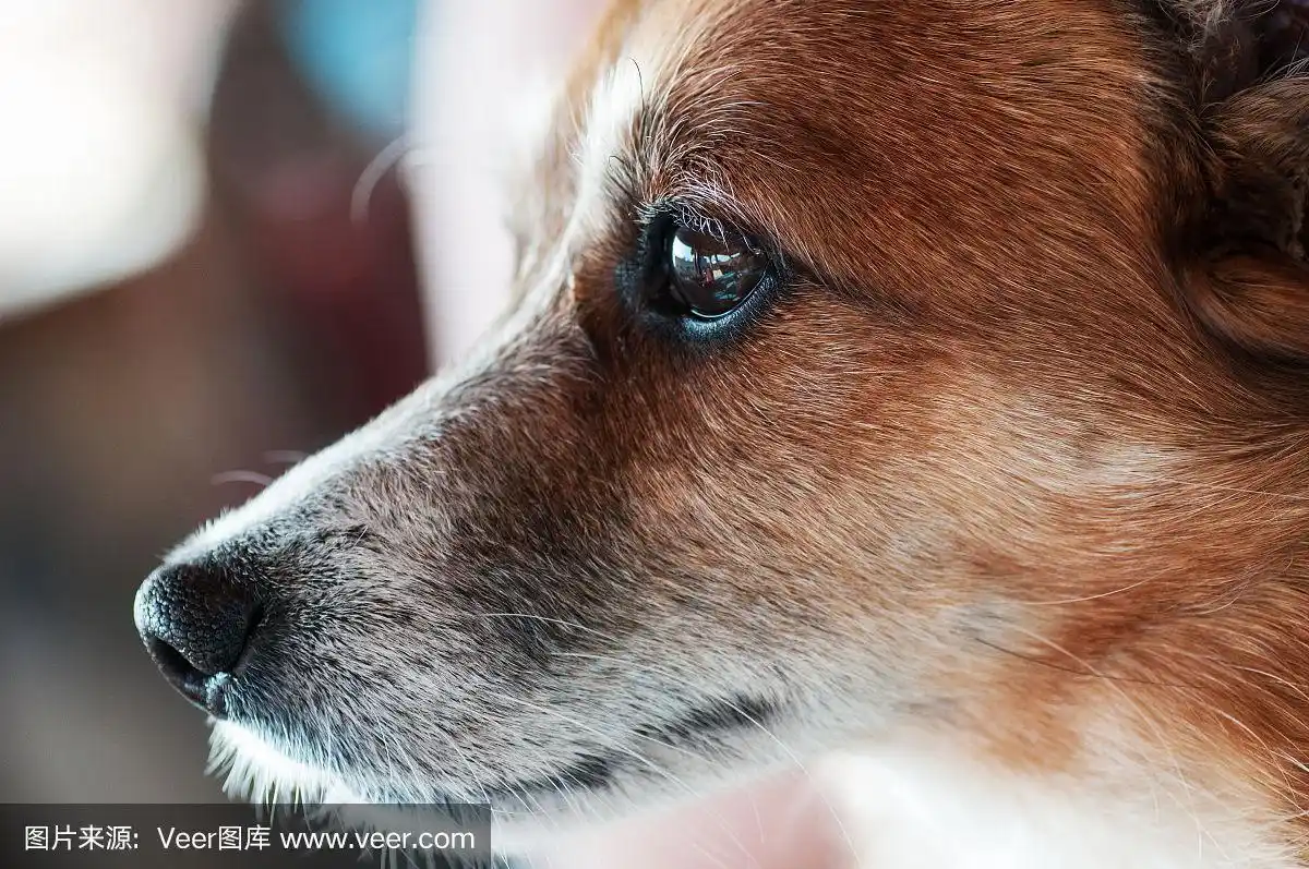 可爱的老狗的肖像照片从侧面