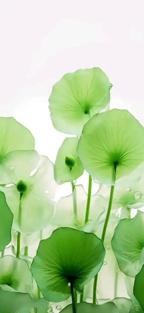 淡雅美丽的荷花壁纸～03