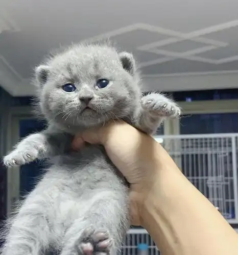 纯种血统英短 纯白纯蓝