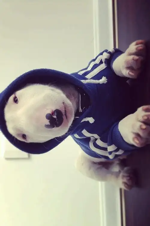 一只呆呆滴汪星人图片来源网络