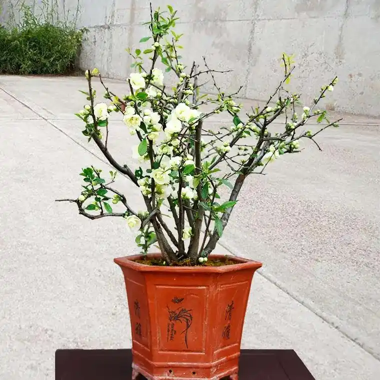 我的家里又添了一位小可爱,北美海棠花盆栽,重瓣花朵,色彩鲜艳 - 抖音