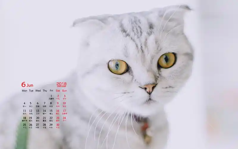 2018年6月网红猫咪高清萌宠动物日历壁纸图片