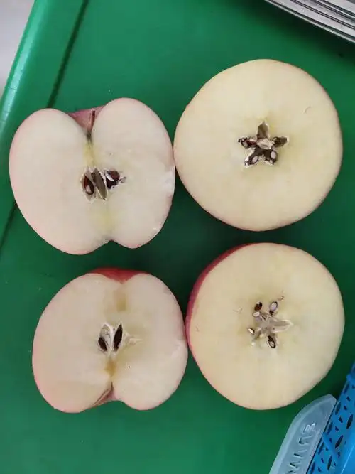 这是两张苹果的照片,原来横切和竖切看起来完全不同!