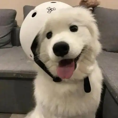 这波调皮可爱的头像送给你,请查收!