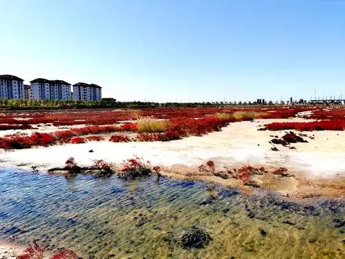 大港也有"红海滩"