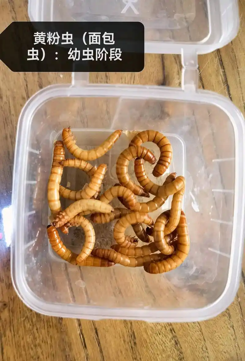 黄粉虫(面包虫)的各个阶段,留存一下,孩子很喜欢,天天观察 - 抖音