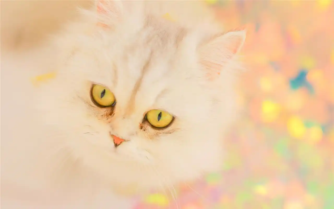 宠物摄影唯美高清电脑桌面壁纸