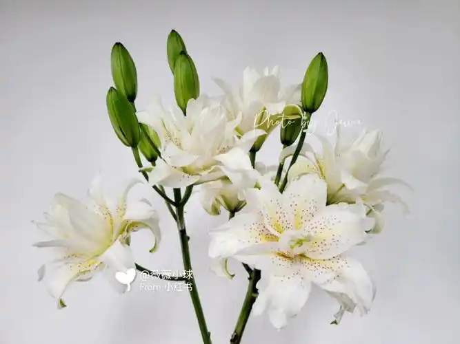 重瓣百合白拉菲