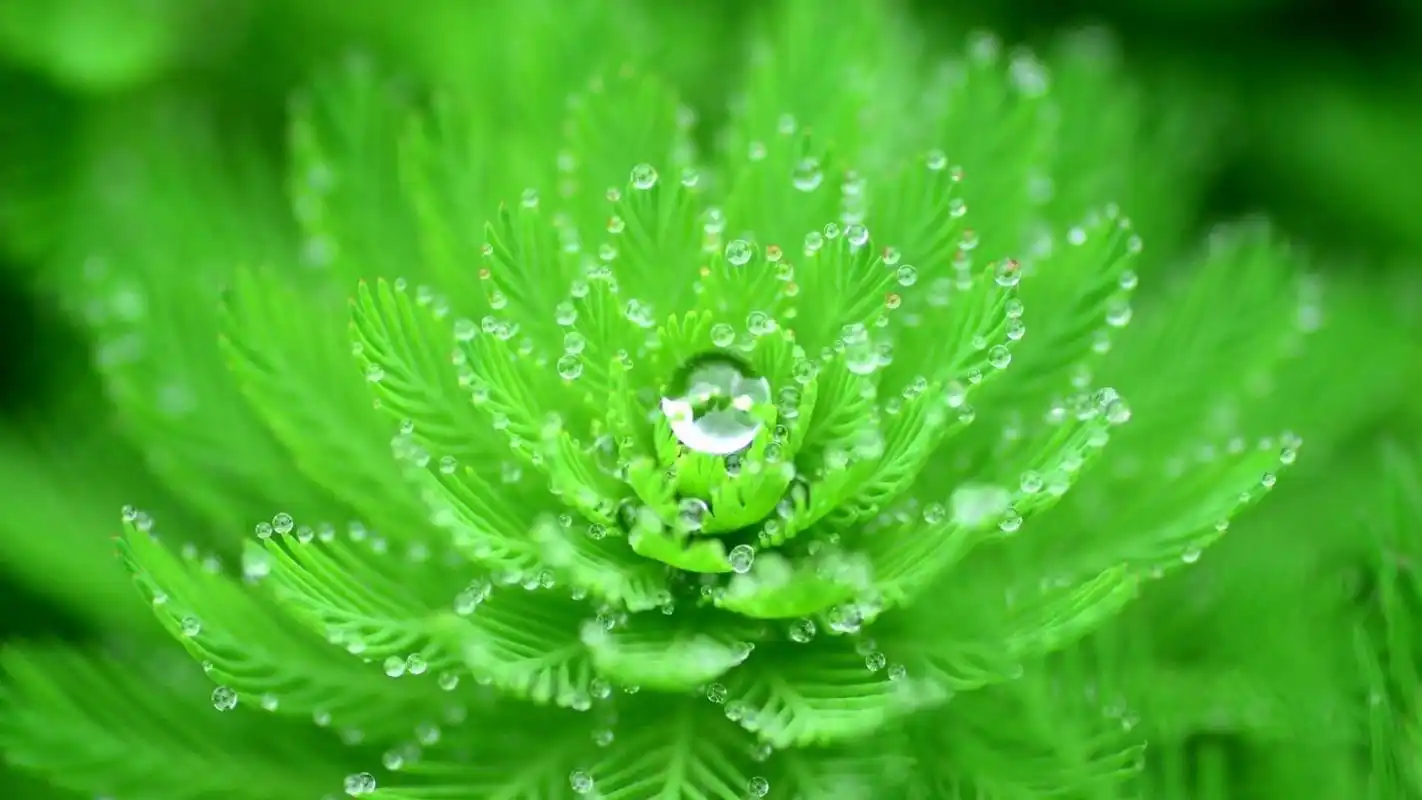 绿色护眼电脑壁纸