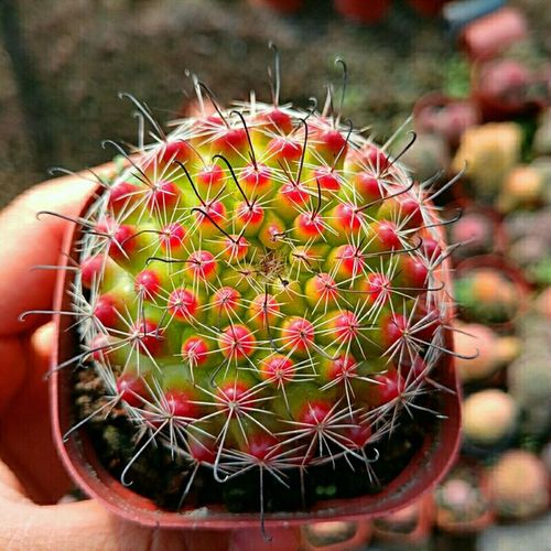 红娜丸仙人球突乳球属开花多肉植物冬季越晒越红室内桌面防辐射