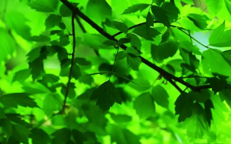 高清养眼绿色桌面壁纸1920x1200